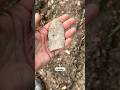 Right on top! #arrowheadhunting #treasuresearch #americanindian #rockhounding #ancientrelics #relic