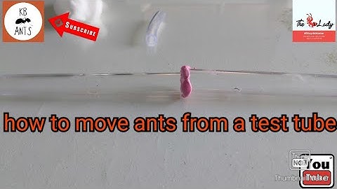 How to move ants from a test tube + update on new videos