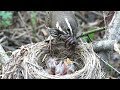 Дрозд белобровик кормит птенцов, Redwing bird feed chicks