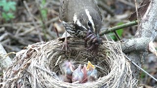 Дрозд белобровик кормит птенцов, Redwing bird feed chicks