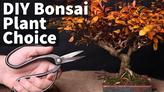 DIY Bonsai Challenge - Choose Your Tree