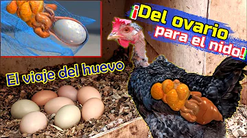 ¿Qué forma tiene un huevo?