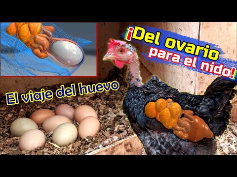 Video: ¿Hará popó un huevo de gallina?