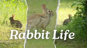 Wild Rabbits: Fascinating Facts & Behavior
