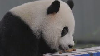 Zoo Atlanta may be last place to see pandas in U.S. | FOX 5 News