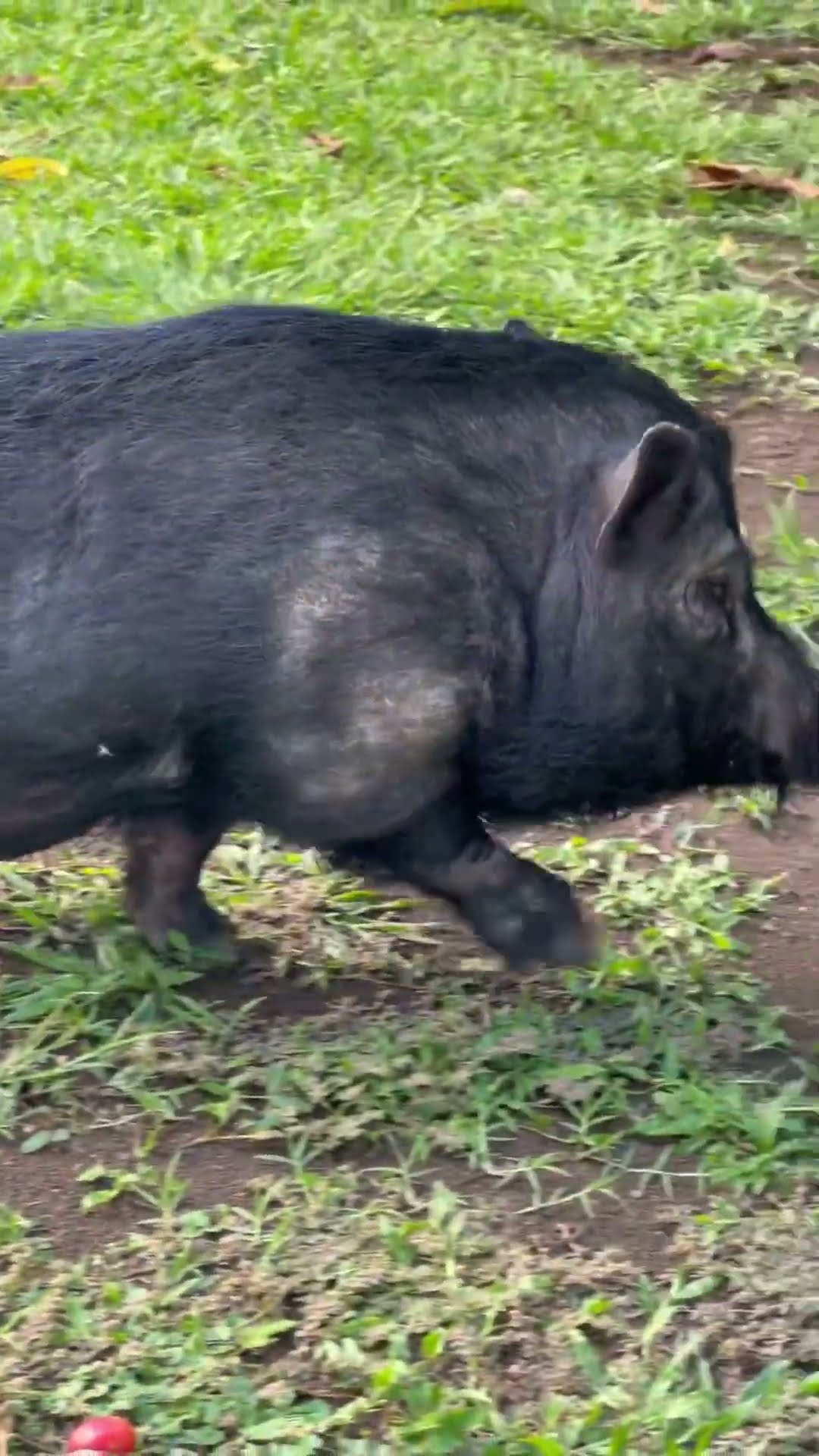 Alpha Pig Walking