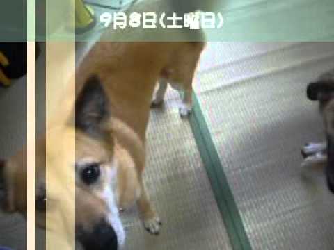 いこいのCM