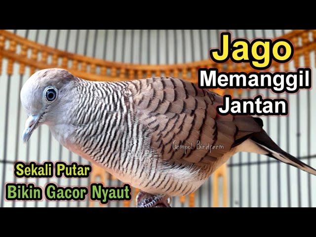 Perkutut lokal gacor RAJA PIKAT terbukti anti gagal bikin burung perkutut gacor nyaut. class=