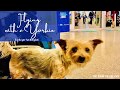 Flying with a Yorkie #travelingyorkie #flyingwithayorkie #dogtravel