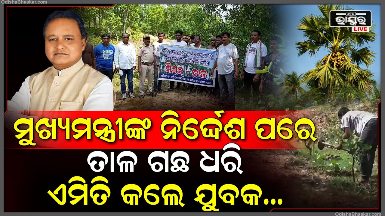 ତାଳ ଗଛକୁ ନେଇ ମୁଖ୍ୟମନ୍ତ୍ରୀ ଦେଲେ ନିର୍ଦ୍ଦେଶ, ଆଉ ଜଙ୍ଗଲ ଭିତରେ ଗାତ ଖୋଳି ଲଗାଇଲେ ଶହ ଶହ ତାଳ ଗଛ ।