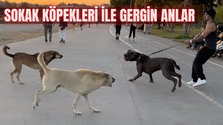 Cane Corso Ghost Yargi Dağitmaya Çikti Marti Vs Cane Corso