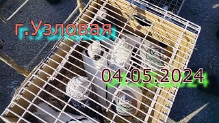 Ярмарка голубей г.Узловая 04.05.24