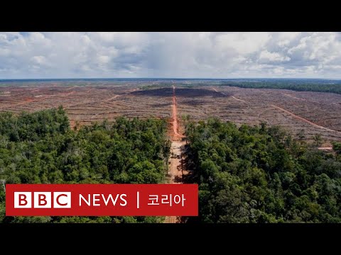 아시아 최대 열대우림 파괴 현장… 한국 기업의 팜유 개발 실태 - BBC News 코리아