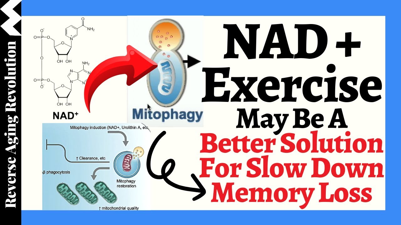 Memory Slow Down The Science Behind WHY Raise NAD+ Level May SLOW DOWN Memory Loss - YouTube