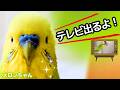 インコが 「めざましテレビ」に出演します(ロペとアニマル)