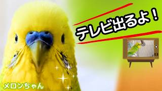 インコが 「めざましテレビ」に出演します（ロペとアニマル）