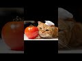Mirror, Mirror! Who’s the Cutest &amp; Juiciest—Yellow Cat or Tomato? 🍅🐱 #shorts #cat  #mirror