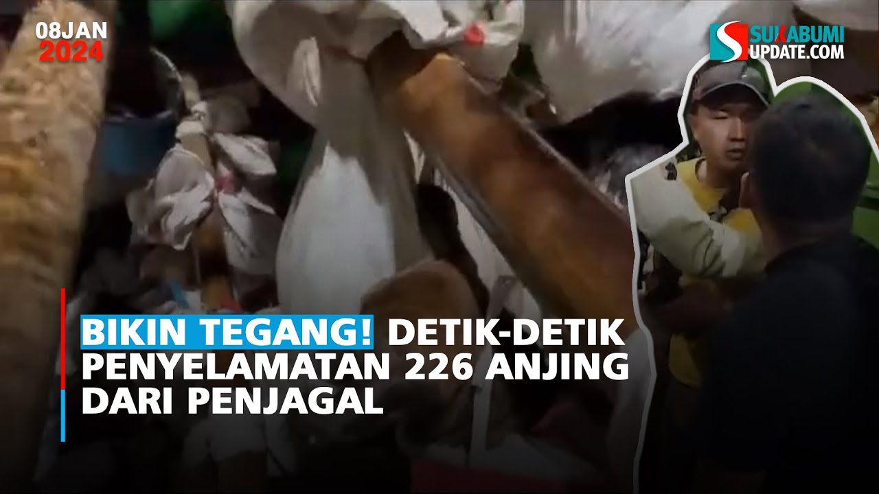 Bikin Tegang! Detik-Detik Penyelamatan 226 Anjing Dari Penjagal