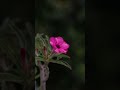 🌸 Diamond Ring Adenium | So Beautiful! #Shorts