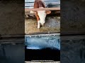 Serial Escape Artist Cow Strikes Again!