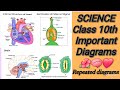 Class 10th "SCIENCE" Most Important Diagrams#Repeated diagrams#science#boardexam 
