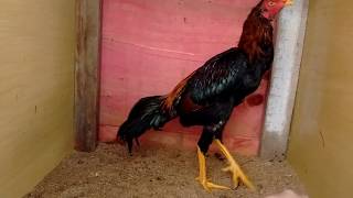 Frangos Reprodutores Em Desenvolvimento 03