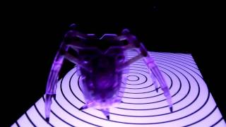 HEXBUG    inchworm dance video.MTS