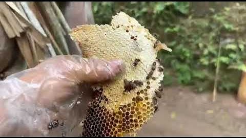 Mật ong vào vụ mùa mật cực kỳ đẹp/quách tế vlog