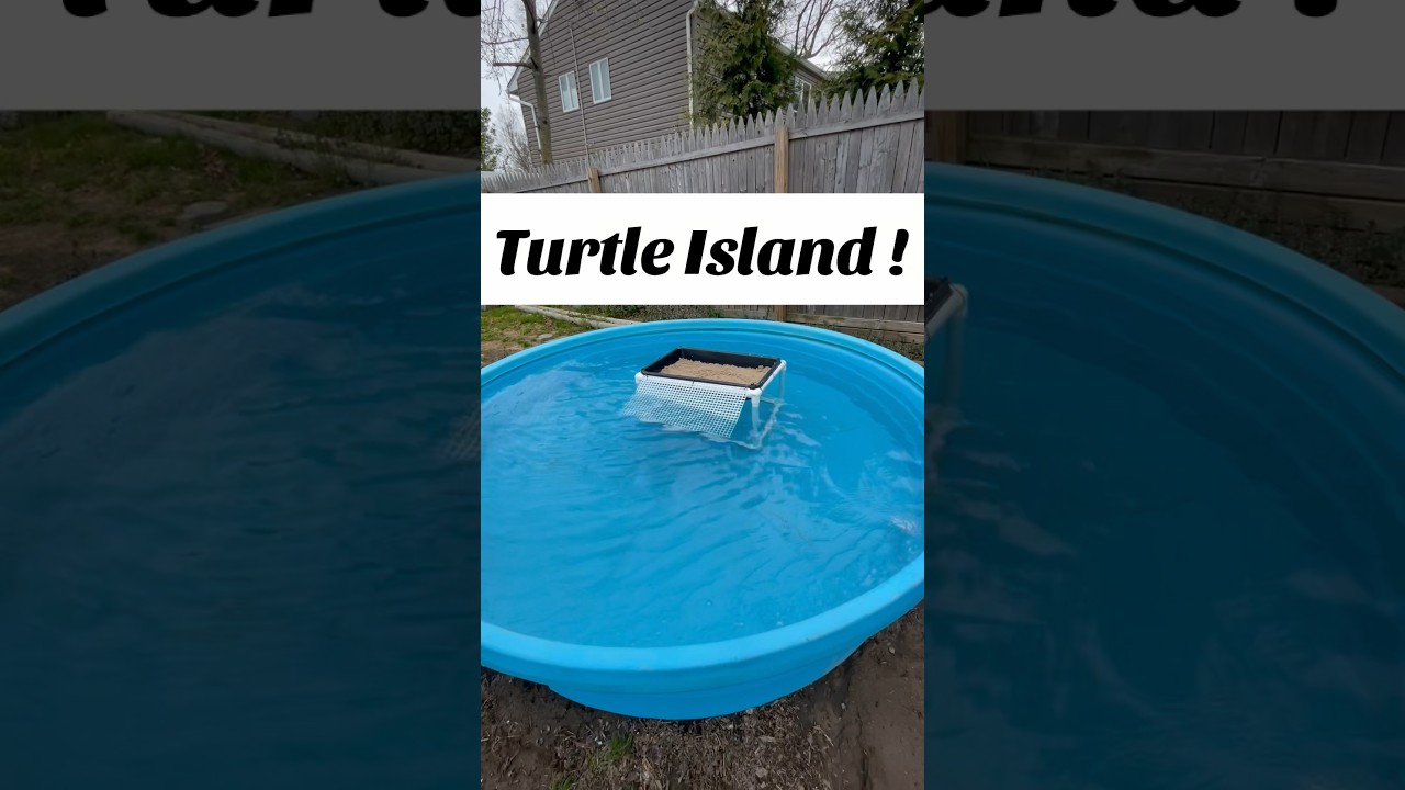 Turtle Dock for the pond ! 