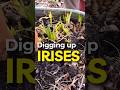 Why We Are Digging Up Our Bearded Iris Bulbs Shorts Garden 