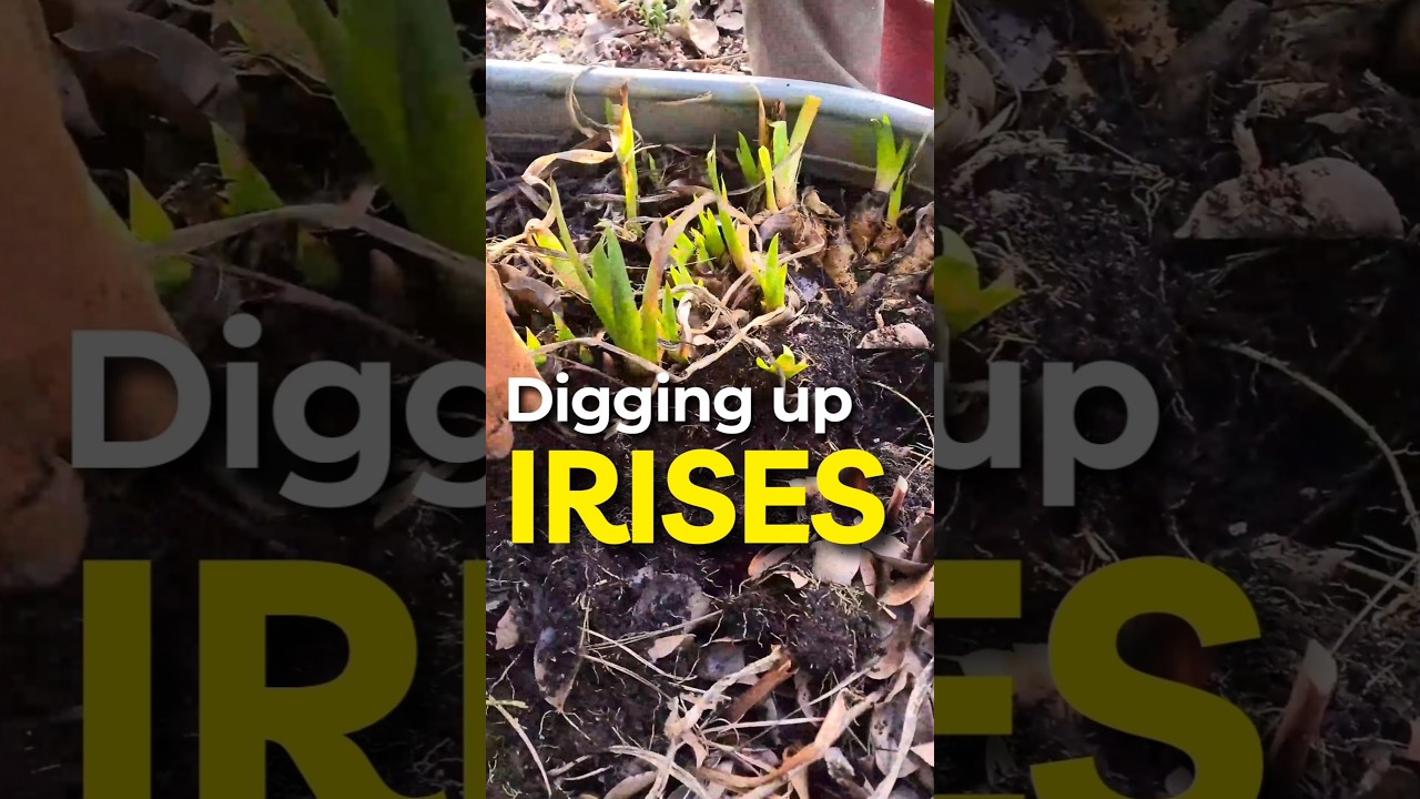 Why We Are Digging Up Our Bearded Iris Bulbs 