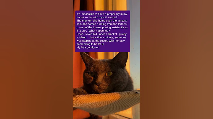 The Story of the Comfort Cat ✍ Check out this story: Part #83