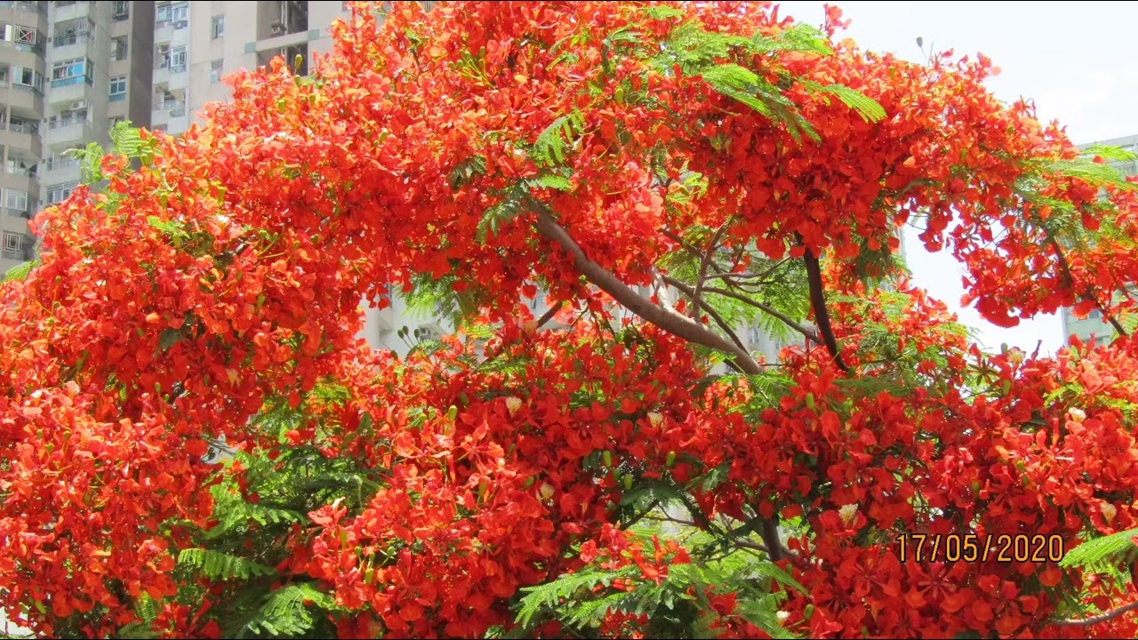 英雄木花開,富貴榮華