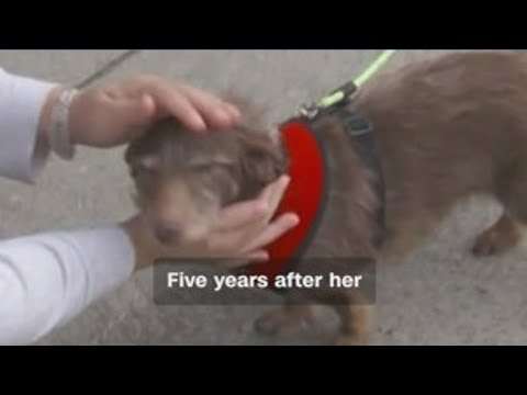 Dog returns home after missing for 5 years - YouTube