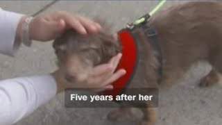 Dog returns home after missing for 5 years