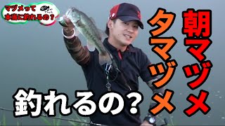バス釣り　マヅメって本当に釣れるの？