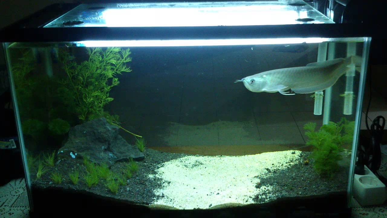  Silver  Arwana  in iwagumi planted tank YouTube