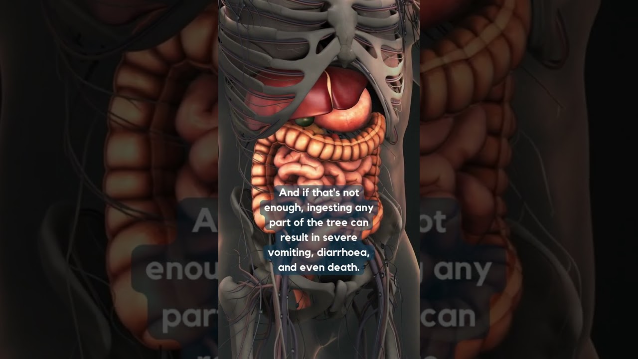 Manchineel trees: the toxic bad boys of the plant world