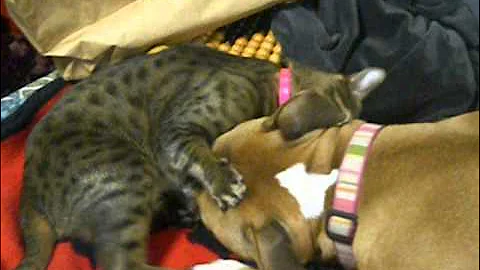 Video 318061: dog fight, cat