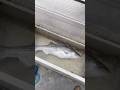 STRIPER FISHING FEATHER RIVER 3/27/2026