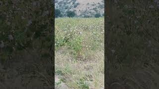 Download Lagu Kapass #mravinashgautam #youtubeshorts #kapass MP3