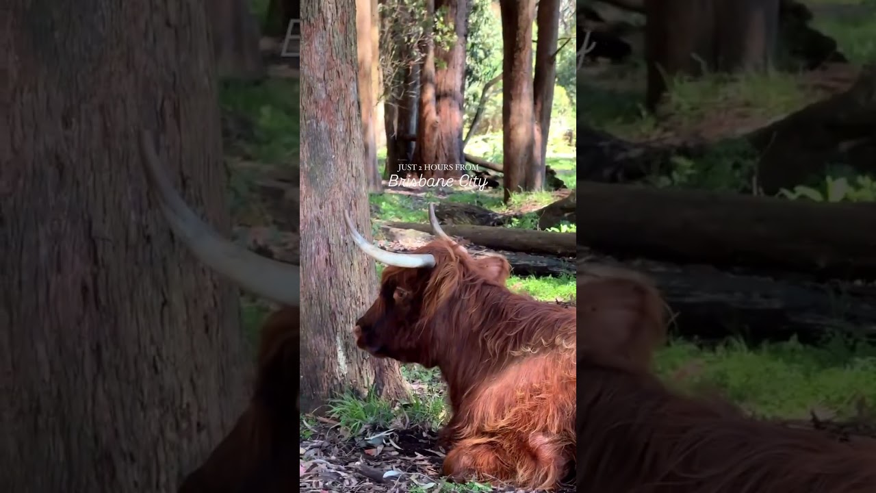 Welcome to Spicers Peak Lodge 🌳 one of the most beautiful, relaxing & luxurious hotels in Australia