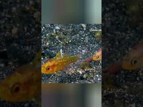 Козырь из рукава #животные #beyond #кино #животные #кино #beyondfacts #animals #природа #факты