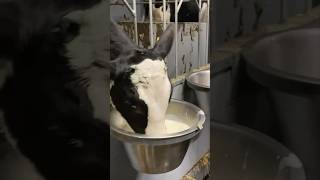 Milking Cows On A Small Family Farm In American Cow Farm #Farming #Americancattle #Cow #Cows