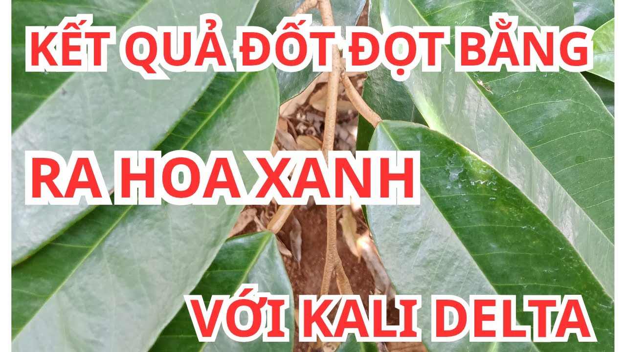 KẾT QUẢ ĐỐT ĐỌT BẰNG SẢN PHẨM RA HOA XANH VỚI KALI DELTA -K. @dũngnhiTV-s8r