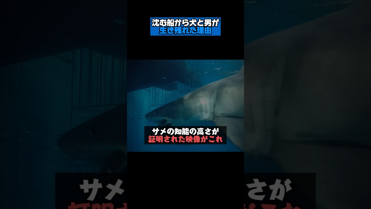 ​誰も見たことがないサメの決定的な瞬間