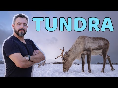 Vídeo: Clima de tundra. O que impede que a água penetre no solo da tundra?