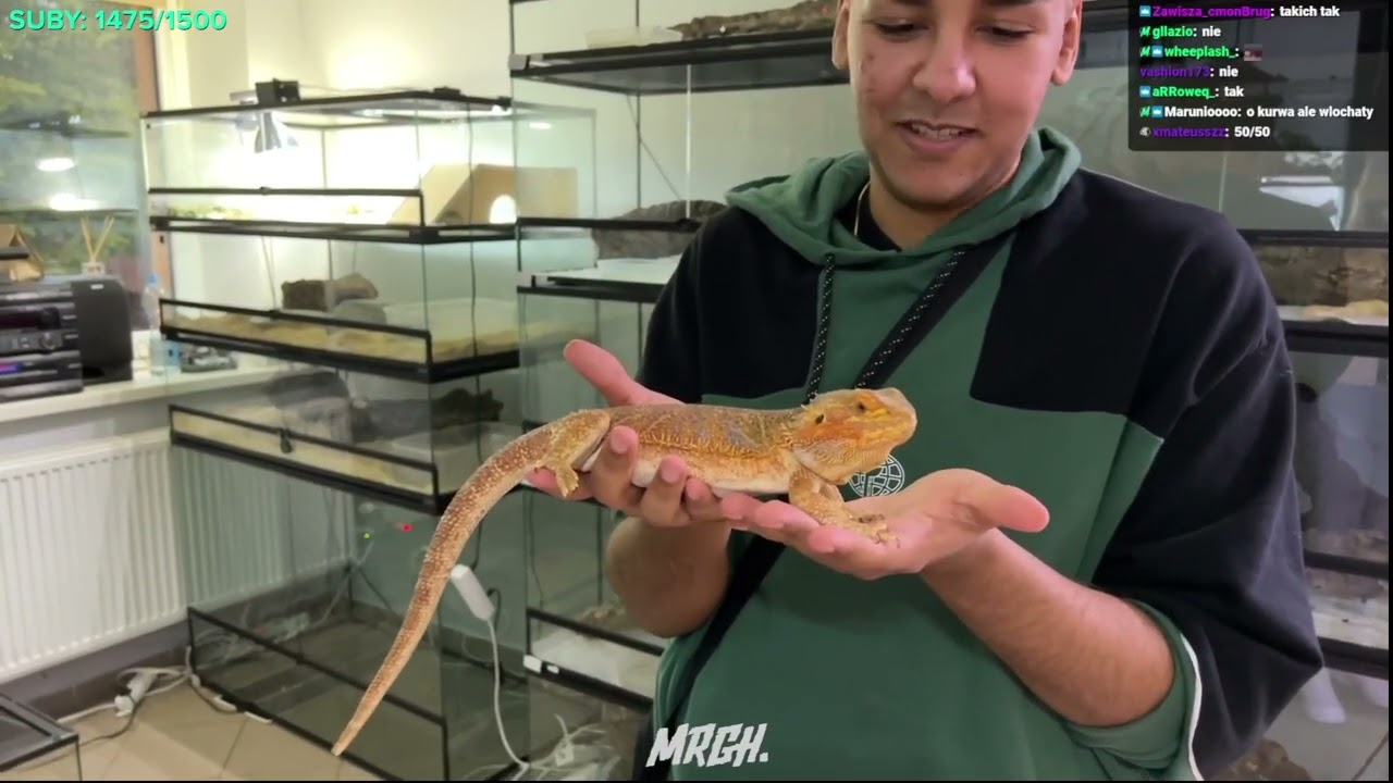 BANDURA mdleje, Merghani trzyma węża (zaraz go zgniecie), Didka chce ptasznika