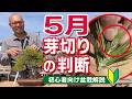 【早めの芽切り】5月に判断|切る芽・切らない芽の見分け方