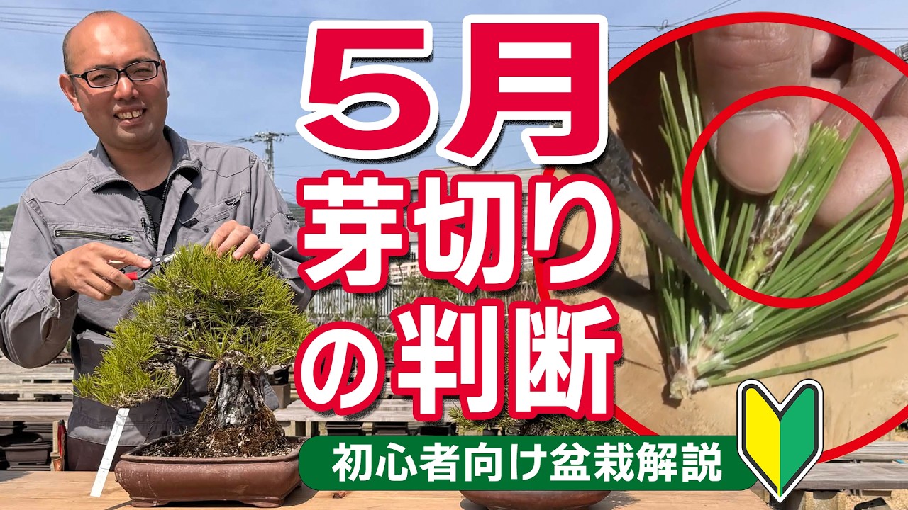 【早めの芽切り】5月に判断|切る芽・切らない芽の見分け方